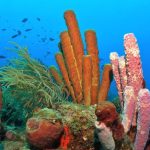 PPK Plongée Guadeloupe