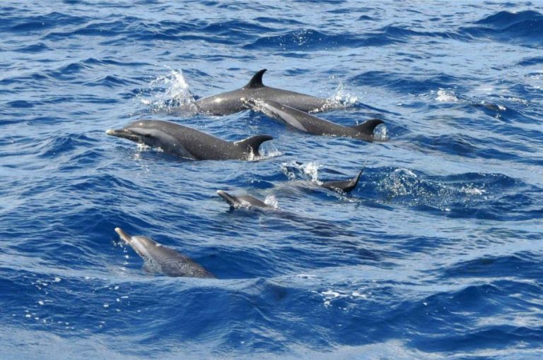 Blue Dream 2 768x510