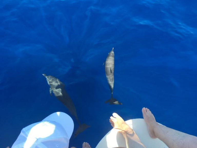 Blue Dream 3 768x576