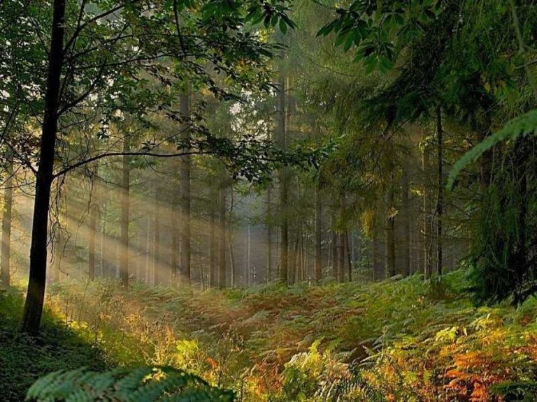 Broceliande 11 768x576