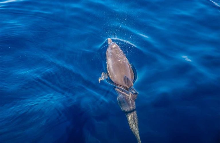 Croisieres Australes 5 768x499