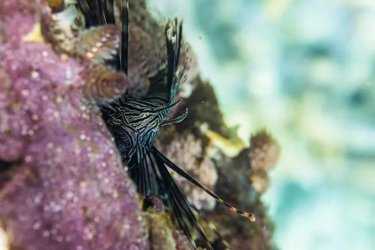 Karukera Apnee Aventures Aquatiques Dynamo Tourisme 1 768x512