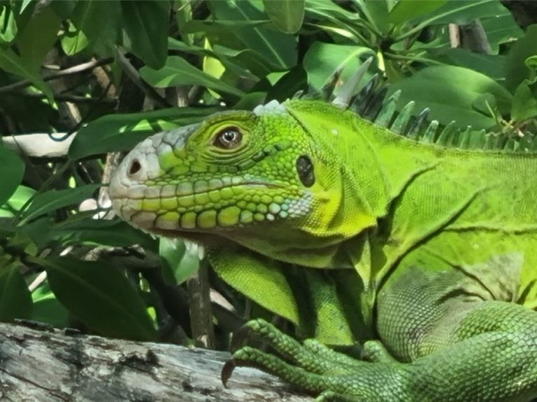 Les Balades de Manu 3 768x576