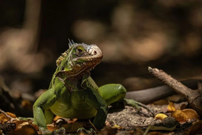 Les Ballades du Delphis 4 768x512