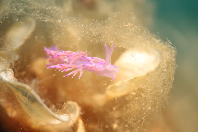 Saint Aygulf Plongee 10 768x512