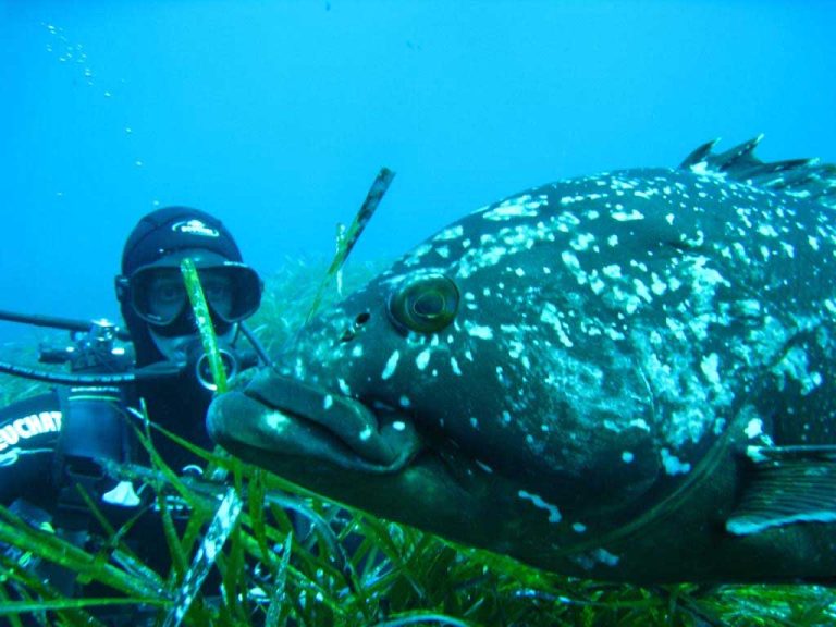 Saint Aygulf Plongee 11 768x576