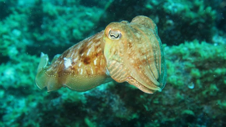 Saint Aygulf Plongee 7 768x431