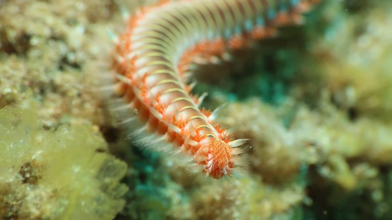 Saint Aygulf Plongee 9 768x431