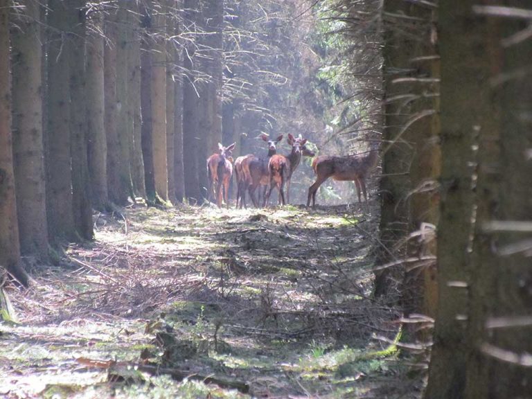 foret ardennes 5 768x576