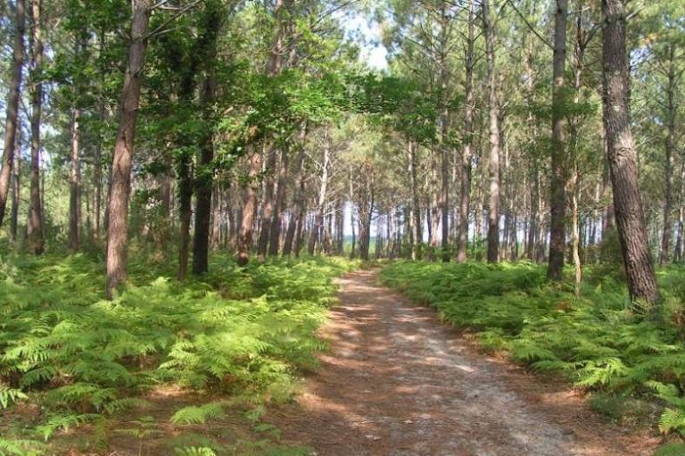 foret des landes 768x511