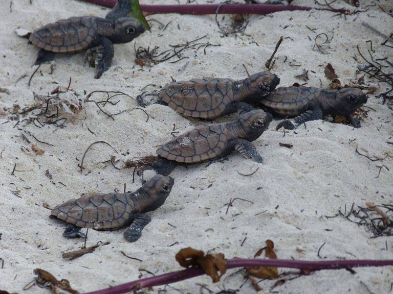 ilet caret guadeloupe dynamo tourisme 2 768x576