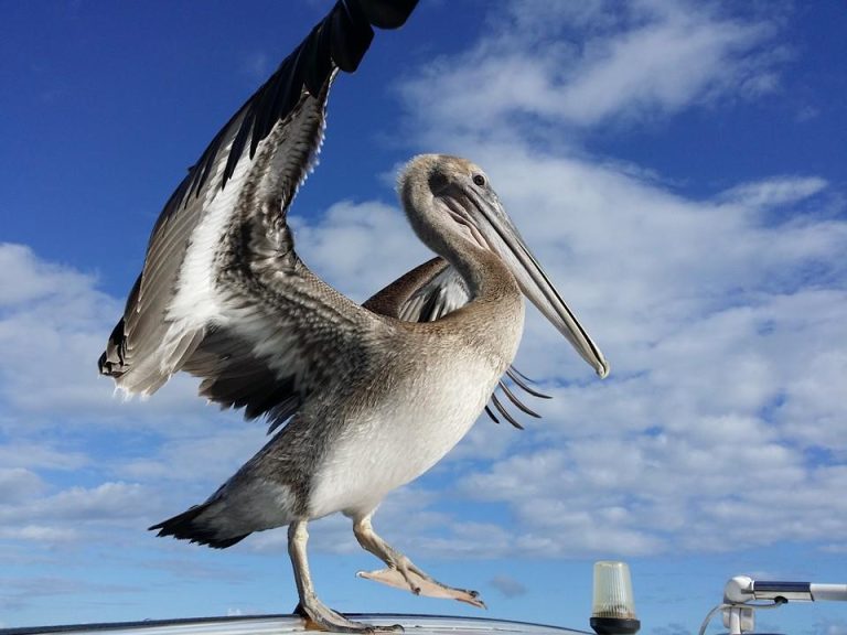 ilet caret guadeloupe dynamo tourisme 5 768x576