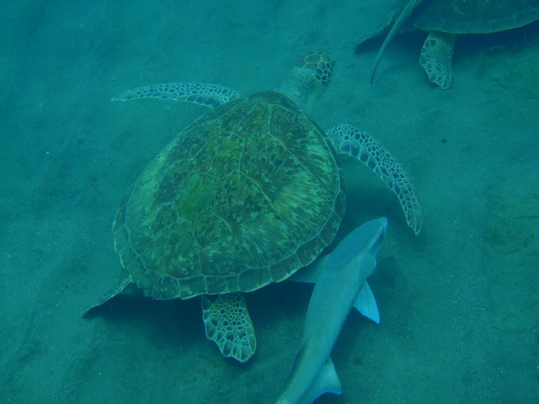 ilet caret guadeloupe dynamo tourisme 768x576